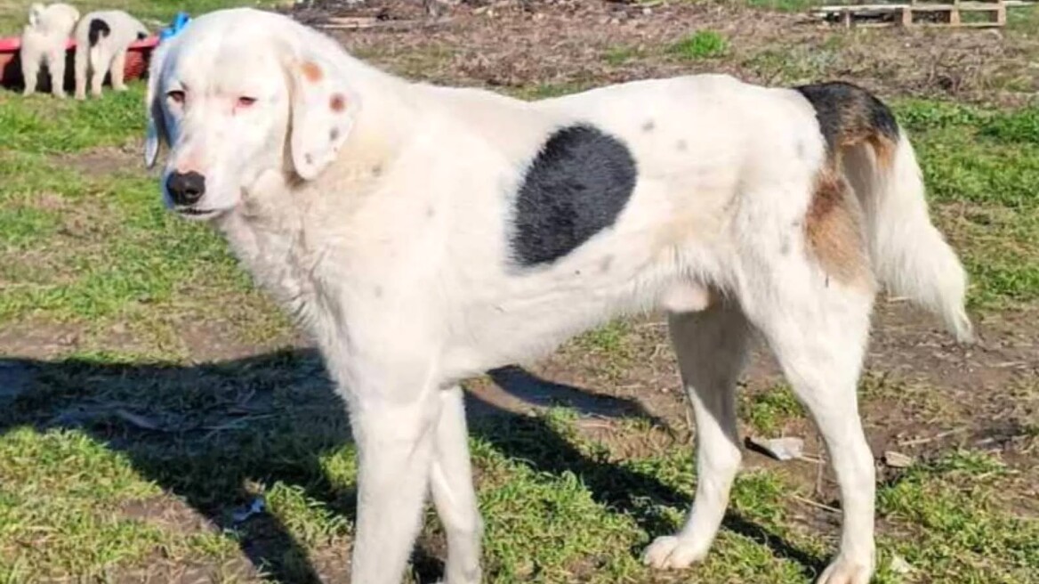 Ο Ιβάν είναι ένας καλόκαρδος και τρυφερός σκύλος- Ζει σε καταφύγιο και ελπίζει να βρει ένα σπίτι