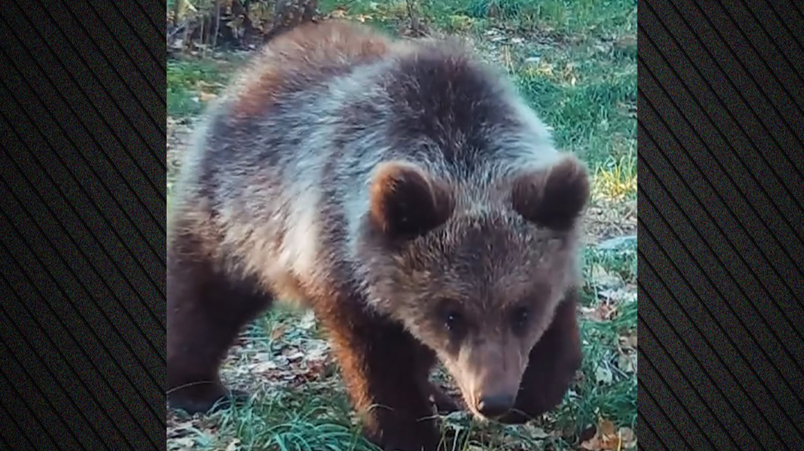 Η «Μάρθα», το ορφανό αρκουδάκι που είχε βρεθεί σε αυλή σπιτιού στην Κοζάνη, επιστρέφει στη φύση - Δείτε βίντεο