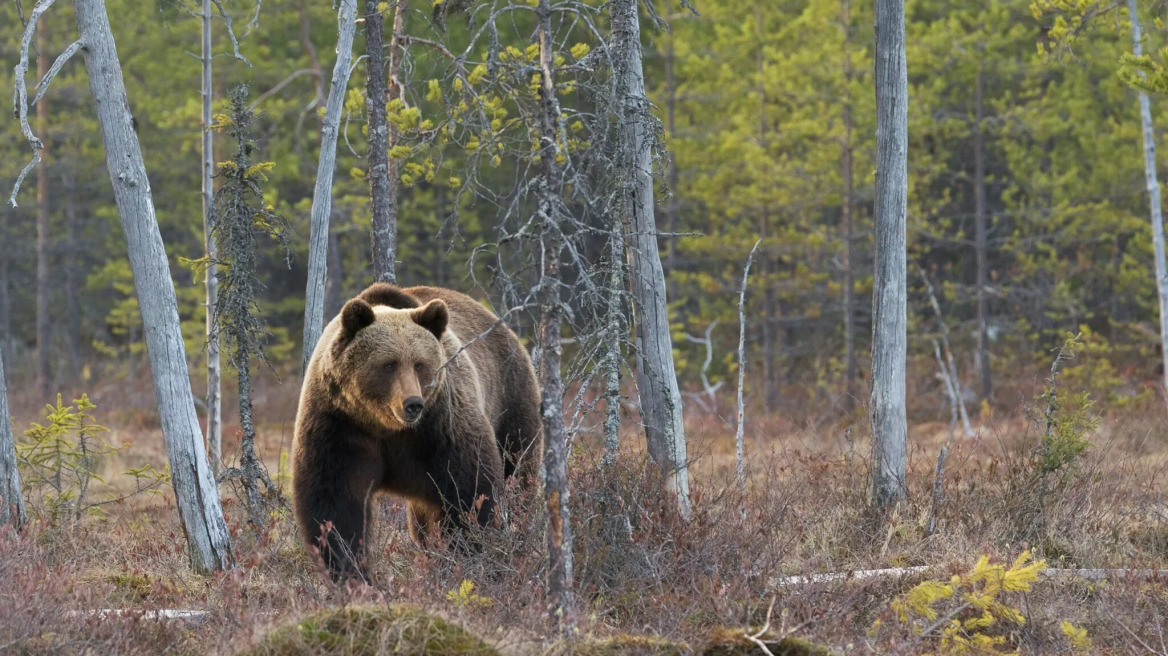 Τι να κάνετε αν συναντήσετε αρκούδα σε βόλτα σας στο δάσος