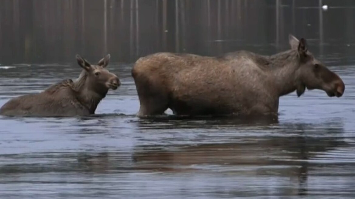 Κολλημένοι στο live streaming οι Σουηδοί για τη «μεγάλη μετανάστευση της άλκης»