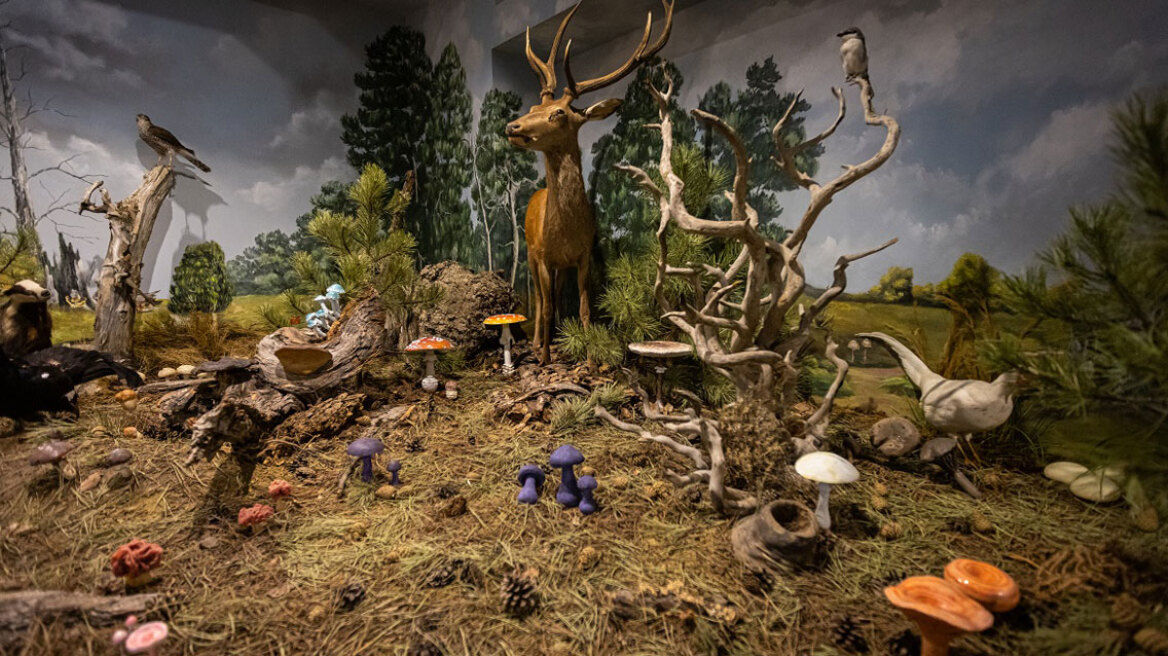 Έκτο στην Ευρώπη το Μουσείο Φυσικής Ιστορίας Μετεώρων και Μουσείο Μανιταριών