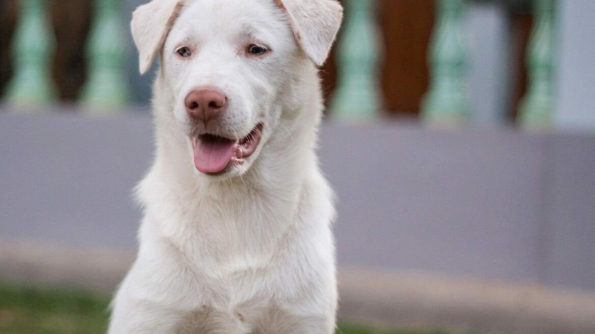 Τι αξίζει να γνωρίζετε για τους σπάνιους σκύλους αλμπίνο που είναι σαν να έχουν βγει από παραμύθι
