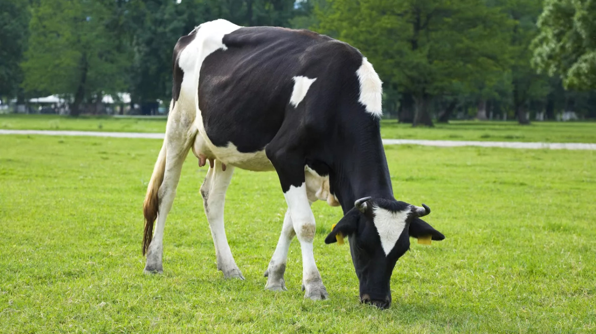 Πιο νόστιμο τυρί όταν η αγελάδα τρώει άφθονο χορτάρι! Πώς η κλιματική αλλαγή αλλάζει τα δεδομένα