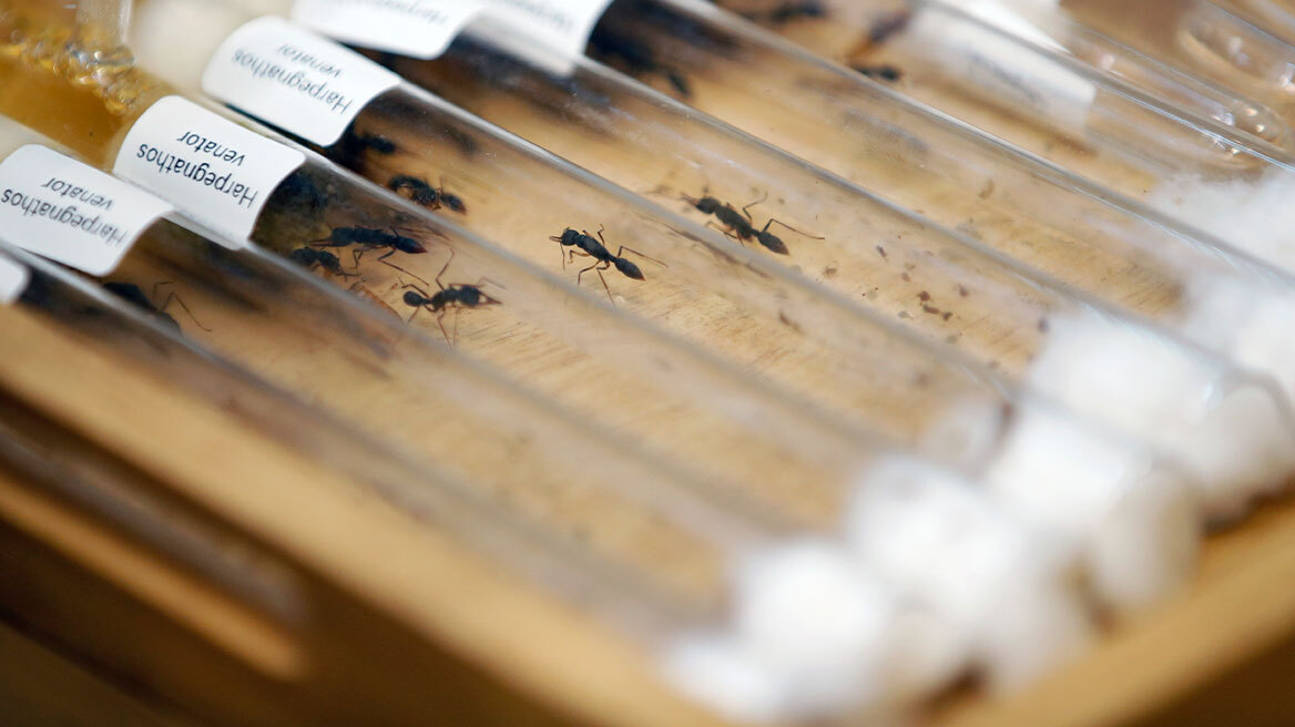  Δικαστήριο στην Κένυα καταδίκασε τέσσερα άτομα για λαθρεμπόριο μυρμηγκιών