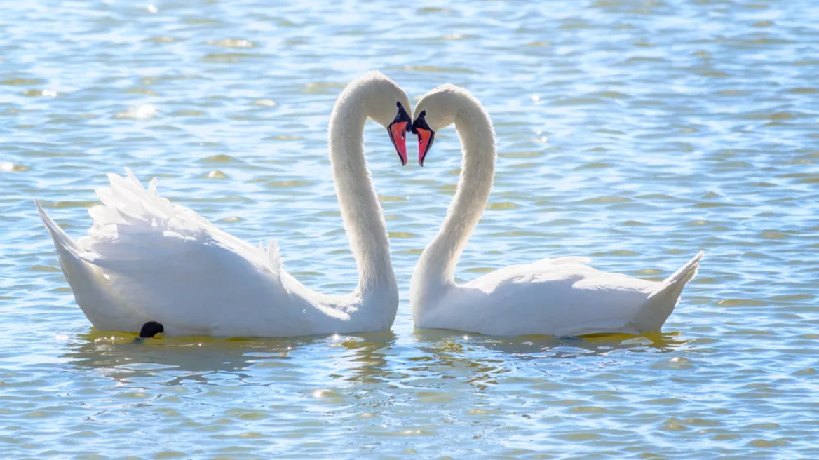 Αυτά είναι τα ζώα που μένουν με τον ίδιο σύντροφο για μια ζωή