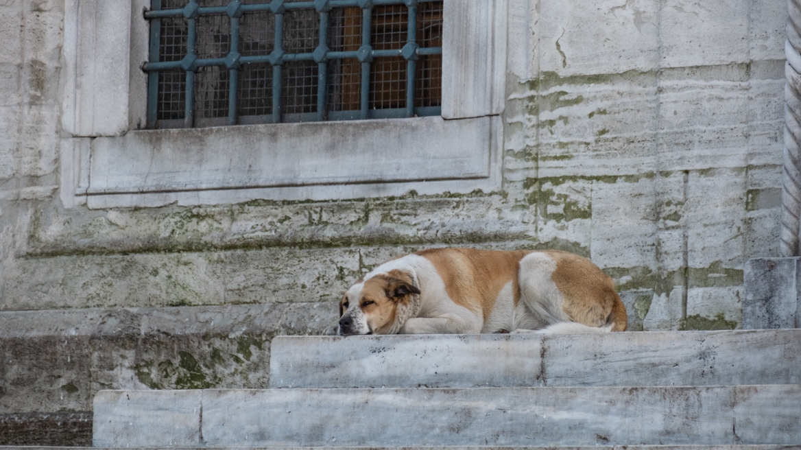 Θεσσαλονίκη: 59χρονος πέταξε βενζίνη στο πρόσωπο 22χρονης μετά από καβγά για έναν αδέσποτο σκύλο