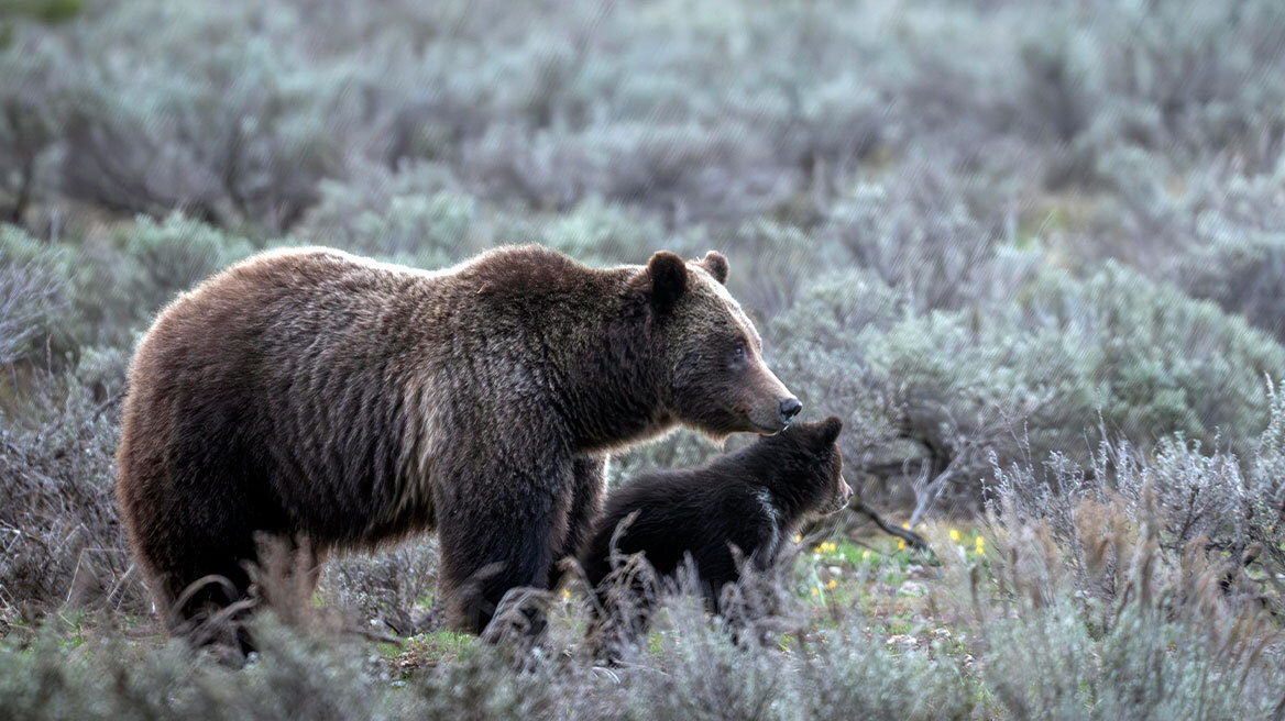 Αρκουδάκι γκρίζλι σκοτώθηκε σε παράσυρση από όχημα στις ΗΠΑ 