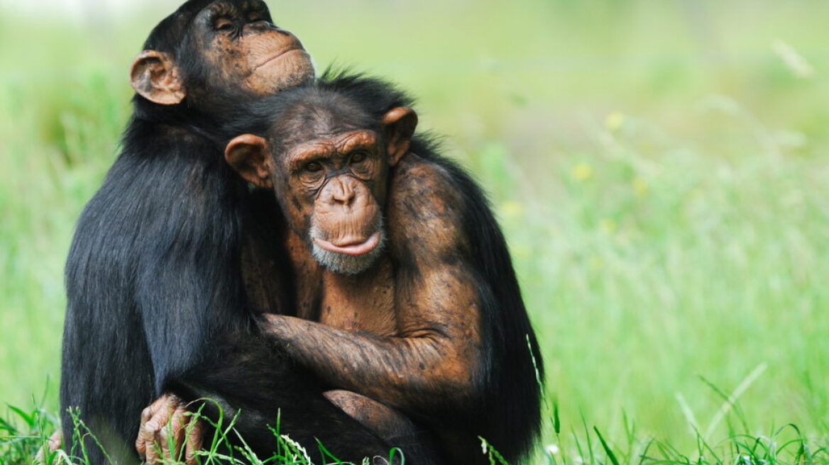 Οι χιμπατζήδες έχουν ενσυναίσθηση- Οι υπέροχοι τρόποι που το δείχνουν
