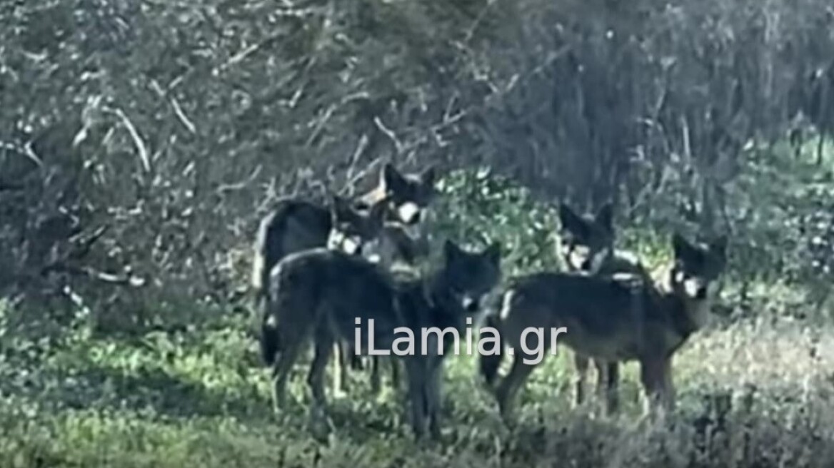 Φθιώτιδα: Μέρα μεσημέρι αγέλη λύκων αλώνιζε στον κάμπο του Σπερχειού