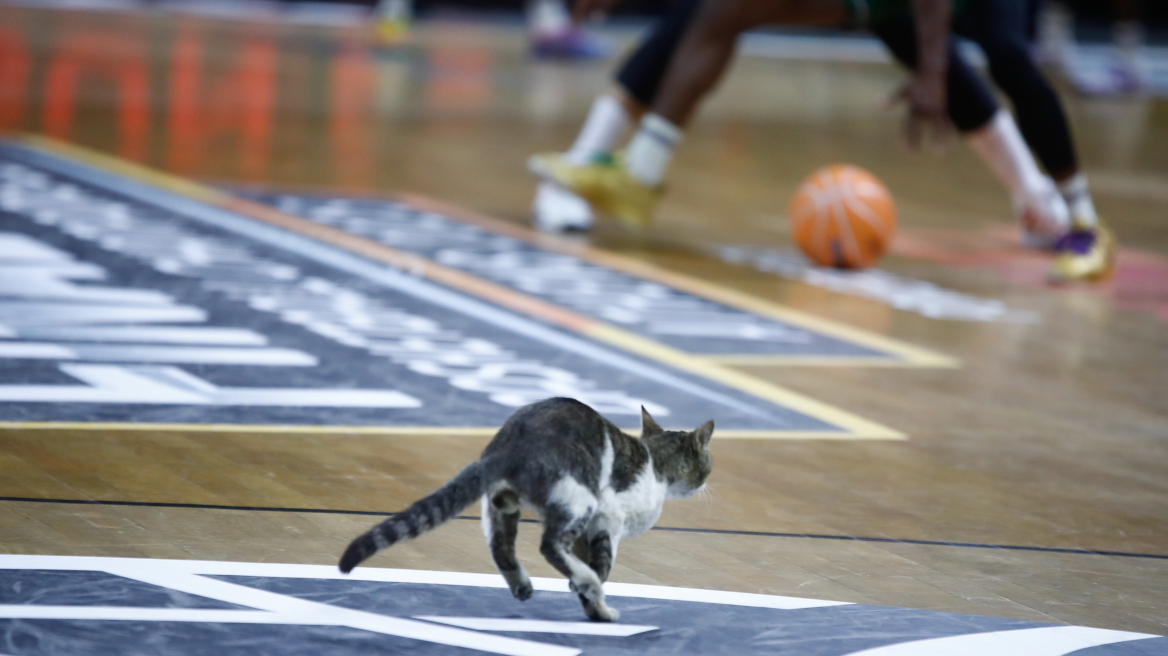 Γάτα... εισέβαλε στο παρκέ την ώρα που παίζονταν ο τελικός του BCL στα Άνω Λιόσια - Βίντεο, φωτογραφίες 