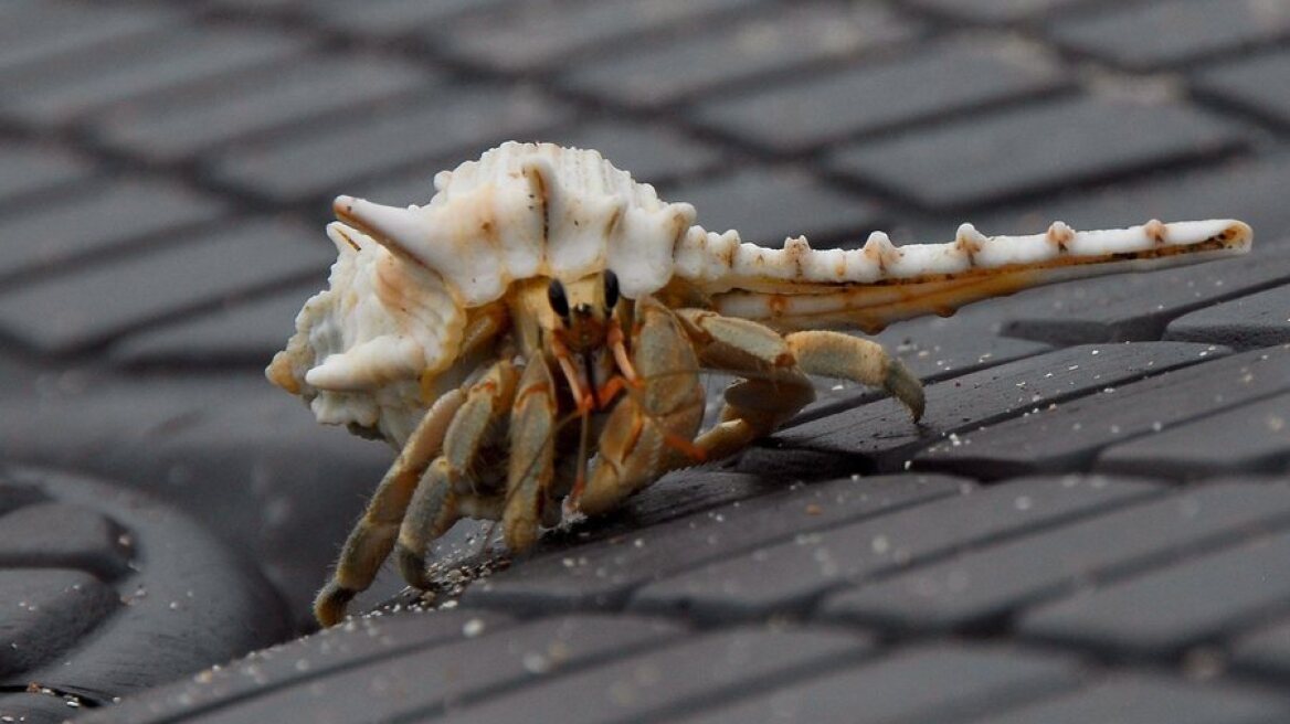 Τρεις συλλήψεις στην Ιαπωνία για παράνομη εξαγωγή καβουριών – Είχαν χιλιάδες μέσα σε βαλίτσες
