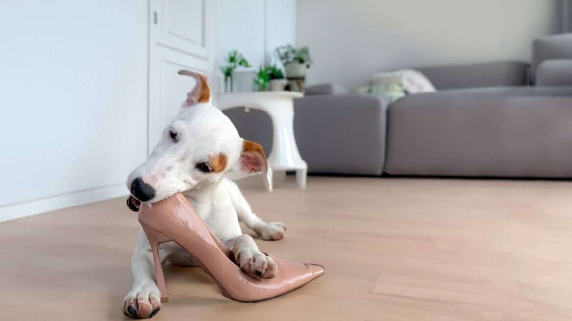 Οι λόγοι που ο σκύλος σας τρελαίνεται να παίζει με τα παπούτσια σας