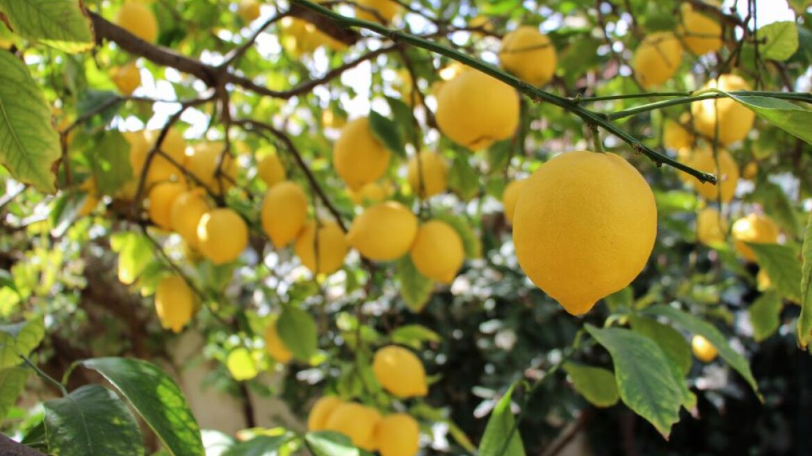 Το Λεμονοδάσος Πόρου και η zero waste λεμονάδα του