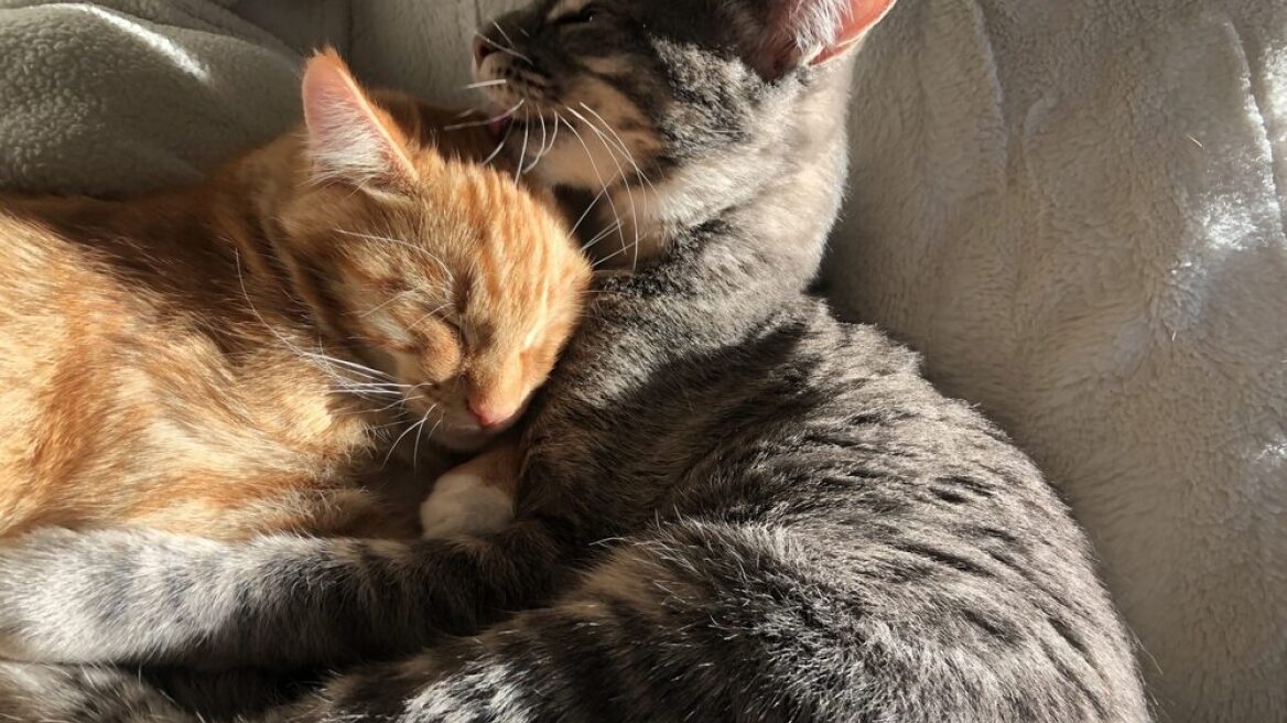 Όλα όσα πρέπει να γνωρίζετε για τις μοναδικές γάτες tabby