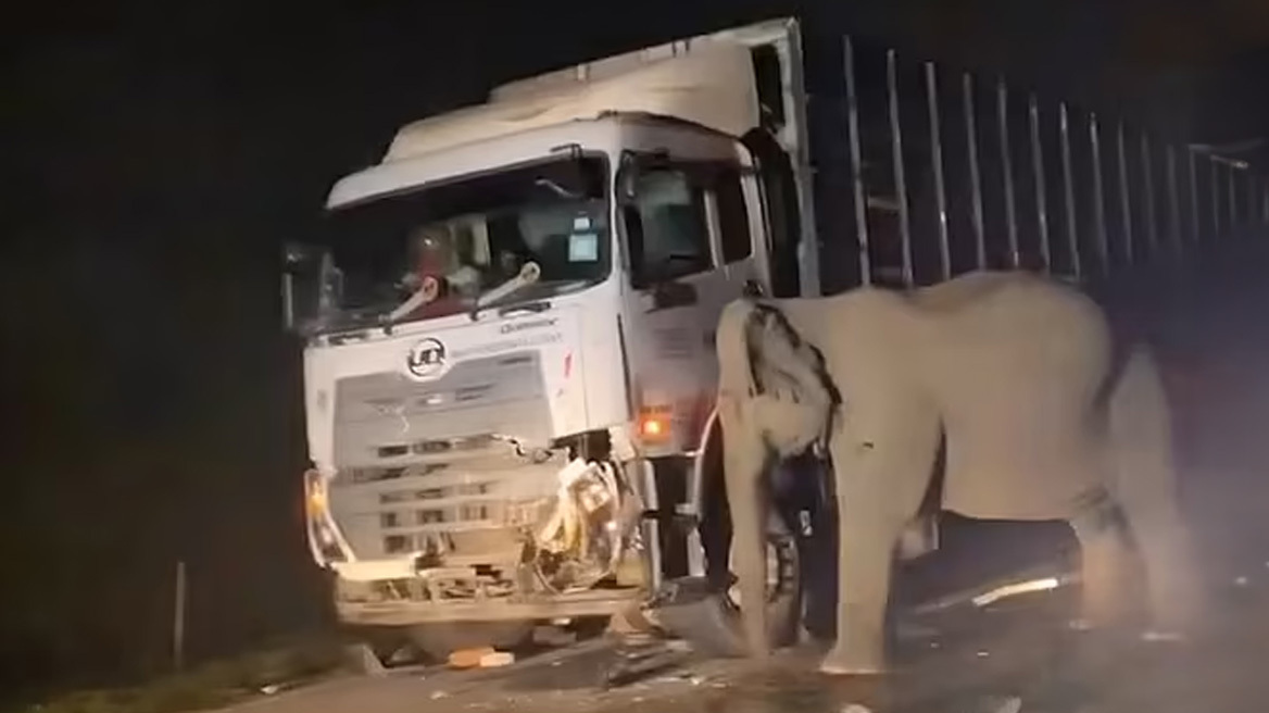Συγκινητικό βίντεο με μαμά ελέφαντα στη Μαλαισία που προσπαθεί να μετακινήσει το φορτηγό που σκότωσε το μικρό της