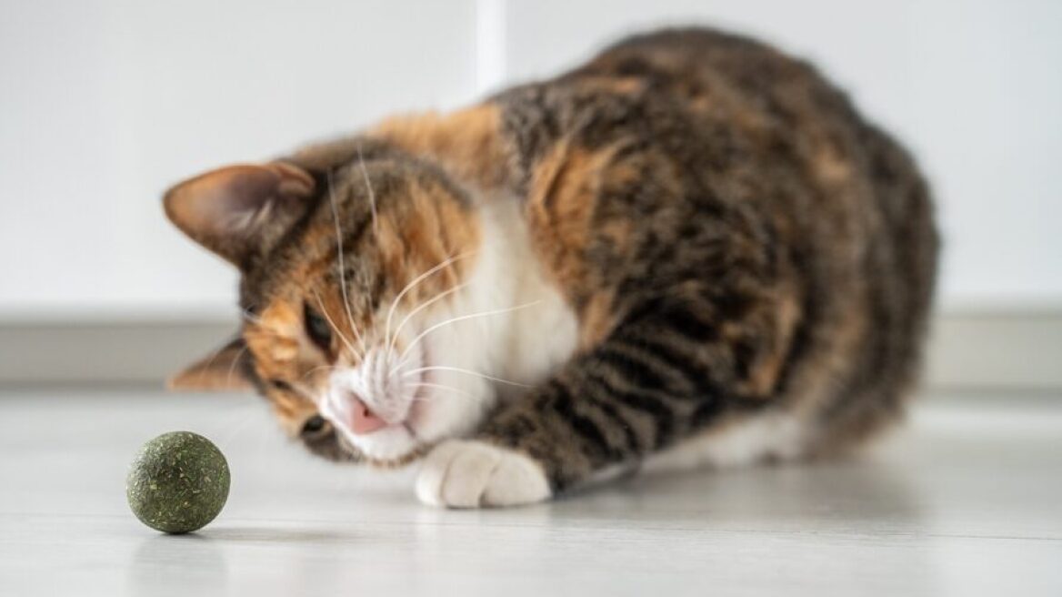 Πώς να δώσετε catnip στη γάτα σας- Τι να κάνετε και τι όχι