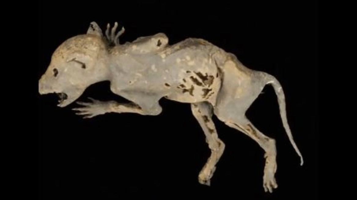 Capacabra: Το μυστηριώδες πλάσμα με ανθρώπινα χέρια που βρέθηκε σε ιστορικό κτίριο και έχει μπερδέψει τους επιστήμονες