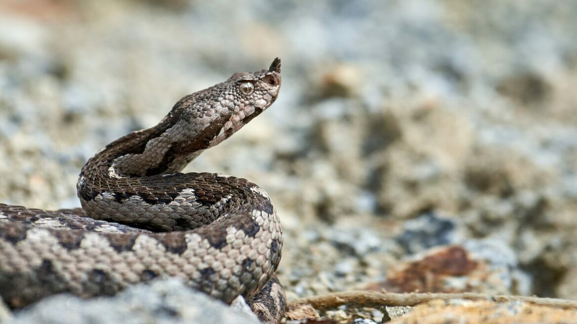 Πώς θα ξεχωρίσετε μια οχιά από ένα ακίνδυνο φίδι