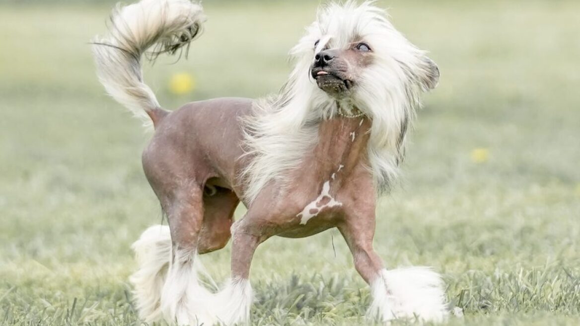 Αυτοί είναι οι πιο ασυνήθιστοι σκύλοι του κόσμου που πιθανόν να μη γνωρίζετε