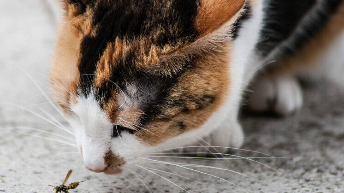 Τσίμπησε μέλισσα ή σφήκα τη γάτα σας; – Πώς να το αντιμετωπίσετε