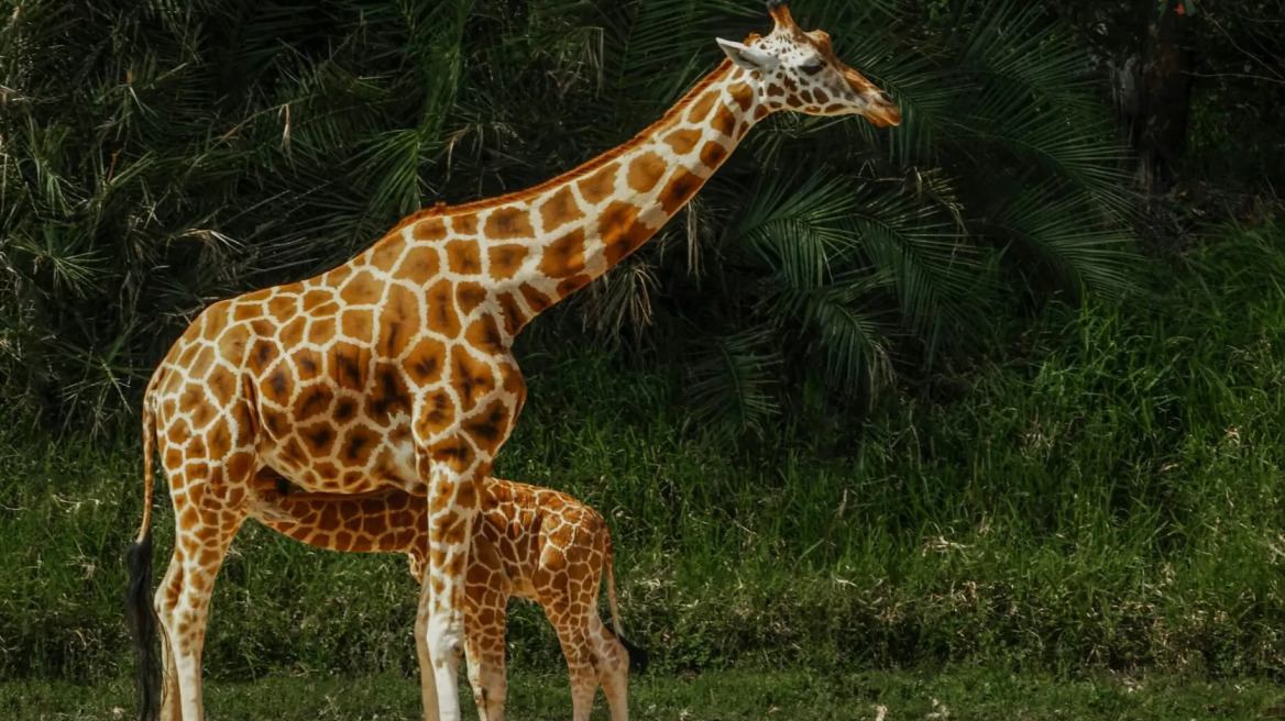 Αυτά είναι τα μεγαλύτερα ζώα-μωρά στον πλανήτη