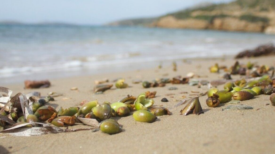 Τι είναι οι καρποί Ποσειδωνίας που γέμισαν οι ελληνικές ακτές- Τι να κάνετε αν τους δείτε
