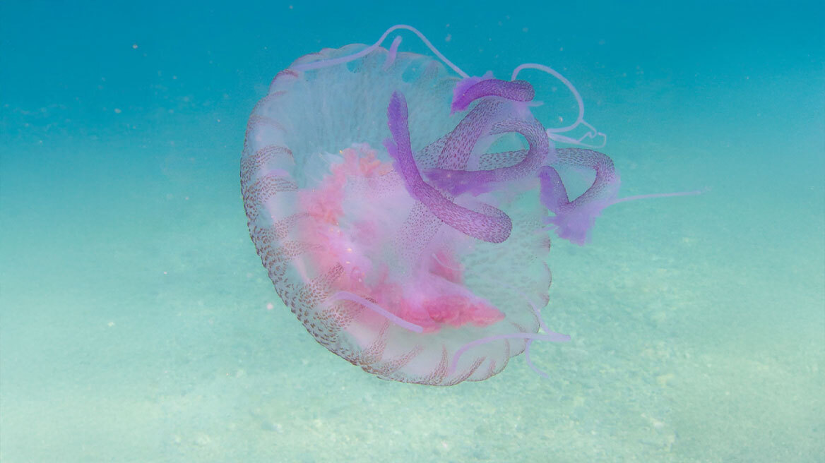 Πόσο επικίνδυνες για τον άνθρωπο είναι οι «μέδουσες του φεγγαριού» που κατέκλυσαν τον Θερμαϊκό 
