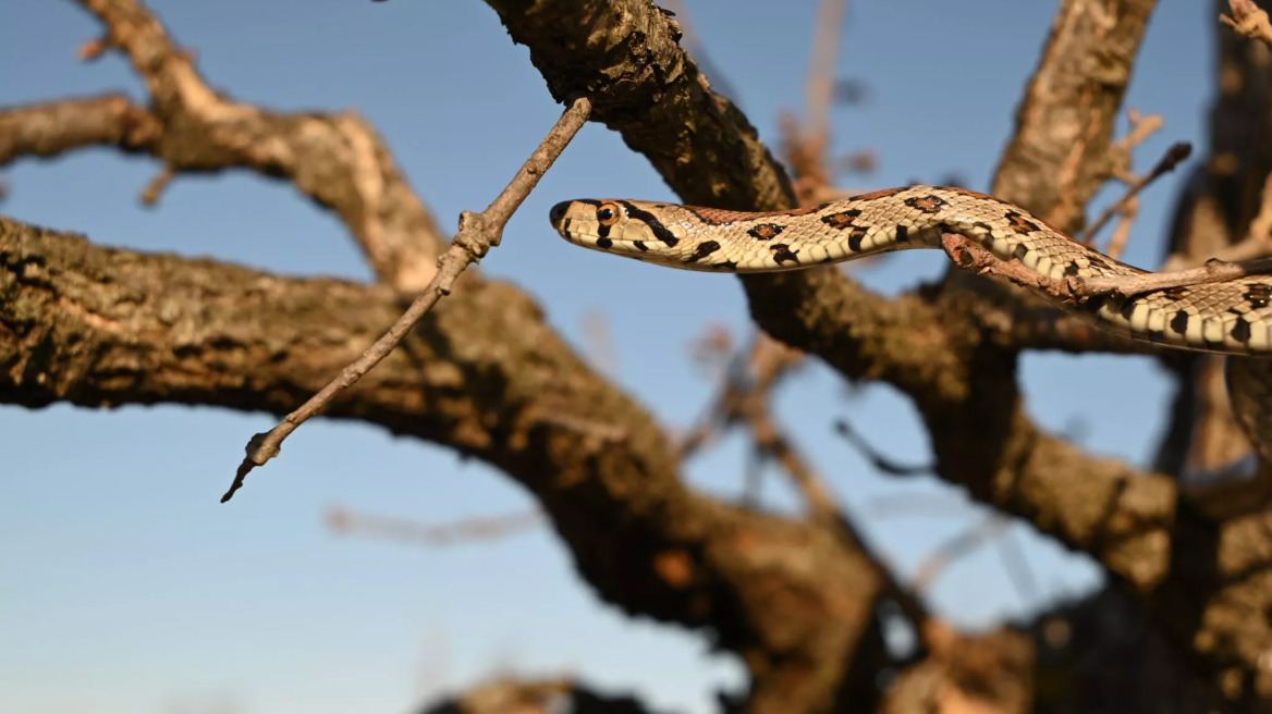 Σπιτόφιδο: Γνωρίστε το χρήσιμο φίδι της υπαίθρου που φέρνει καλοτυχία
