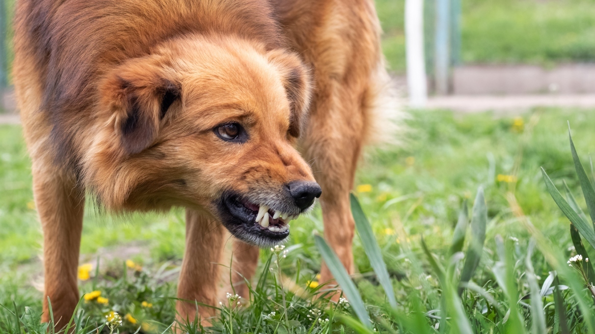 Σκύλος επιτέθηκε σε γυναίκα στην Πάτρα: Την τραυμάτισε και κατασπάραξε το κατοικίδιό της