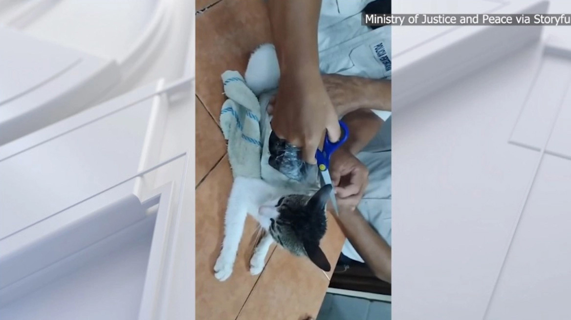 Γάτα-«βαποράκι» συνελήφθη σε φυλακές της Κόστα Ρίκα λίγο πριν κάνει το... deal με κρατούμενους (vid)