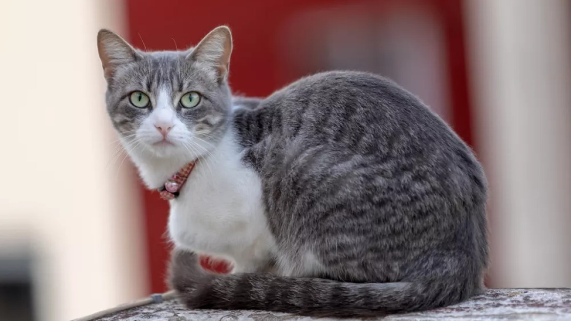 Πώς τα παλαιού τύπου κολάρα γίνονται παγίδα θανάτου για τις γάτες