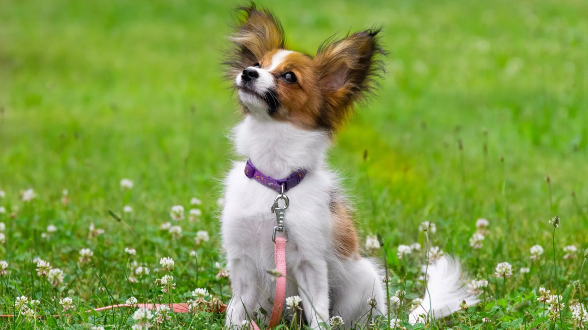 5 μικρόσωμες φυλές σκύλων με διαφορετικό χαρακτήρα που λατρεύουμε
