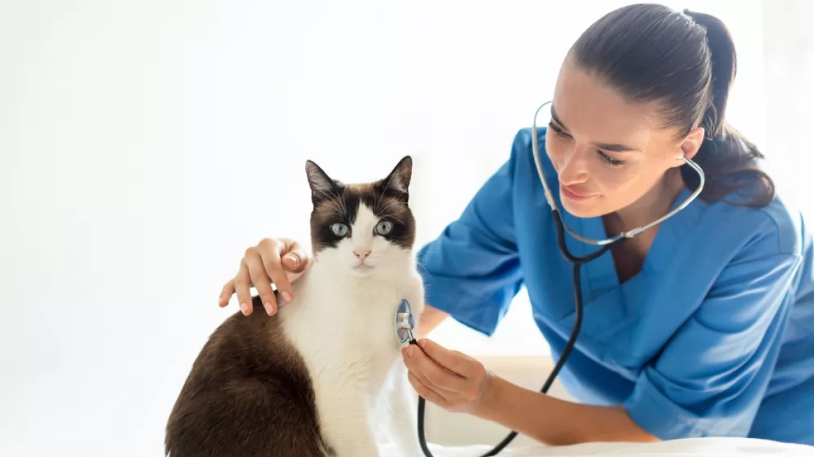 Γρίπη των πτηνών: Θανατηφόρος στις γάτες – Πόσο πιθανή είναι η μετάδοση στον άνθρωπο