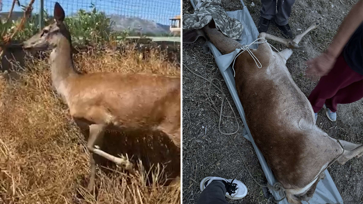 Συγκινητική επιχείρηση διάσωσης ελαφίνας που περιπλανιόταν στη Φυλή: Έχασε το μικρό της, αλλά σώθηκε η ίδια