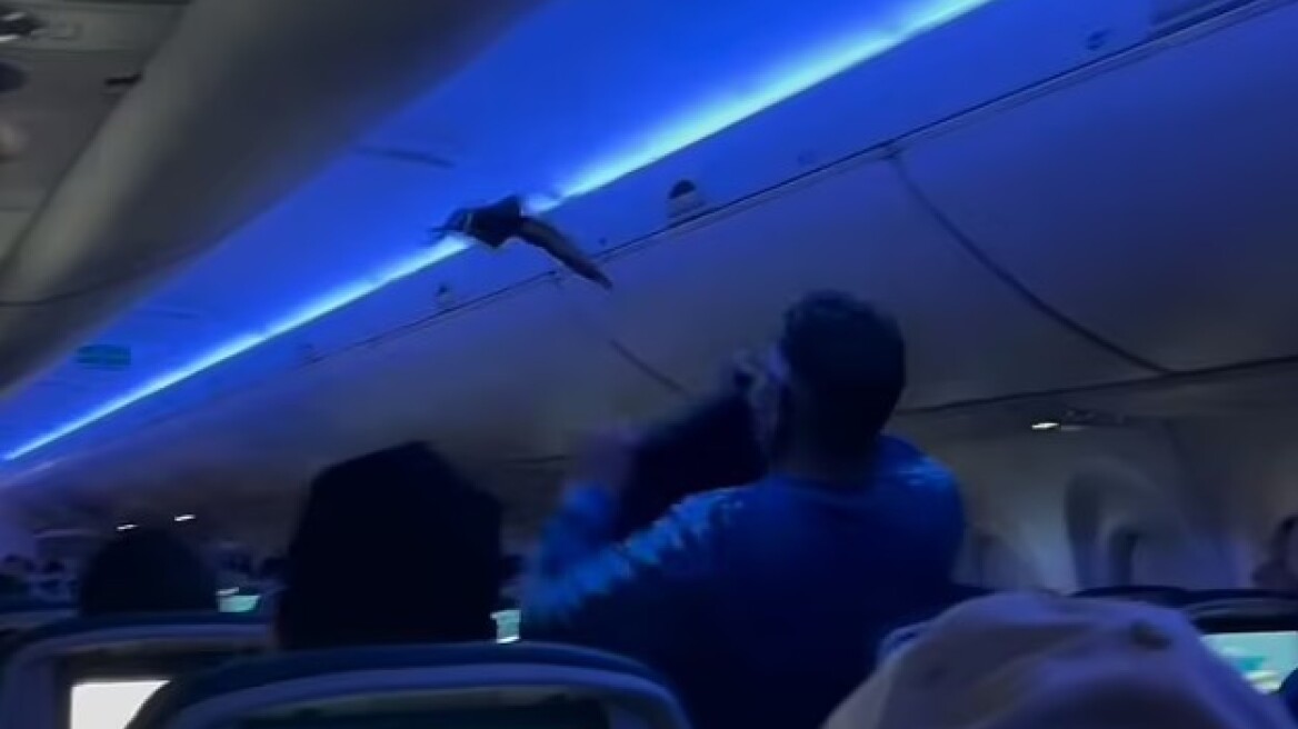 Απίστευτο περιστατικό σε πτήση της Delta: Περιστέρια «επιβιβάστηκαν» στο αεροπλάνο και καθυστέρησαν την απογείωση