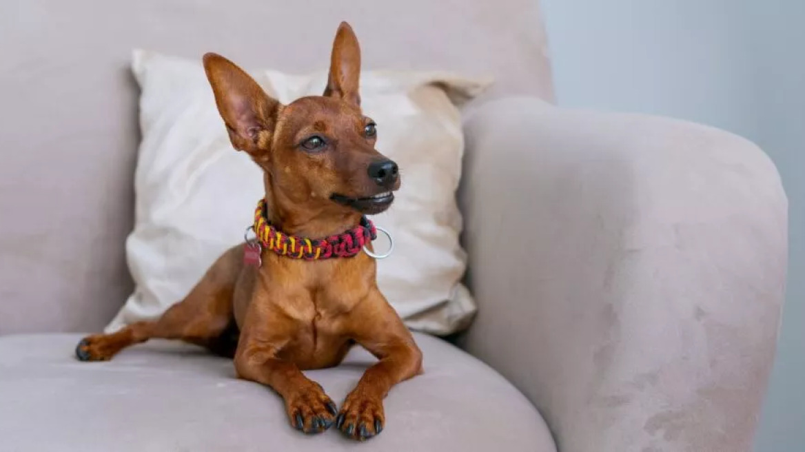 Miniature Pinscher: Ποια είναι τα σκυλάκια αυτά που πολλοί μπερδεύουν με τα τσιουάουα
