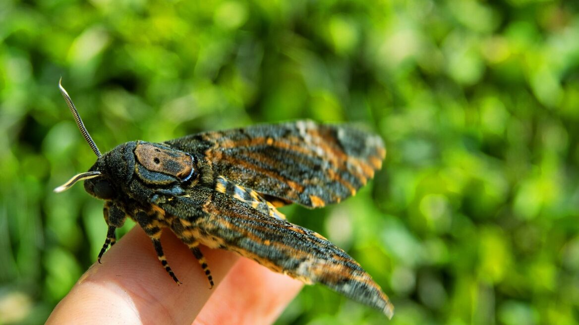 Acherontia atropos: Η νυχτοπεταλούδα με τη «νεκροκεφαλή» στον θώρακά της
