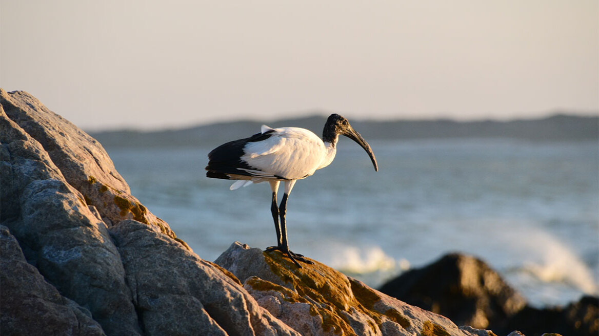 Η εισβολή της ιερής ίβιδας στην Ευρώπη ανησυχεί τους ειδικούς