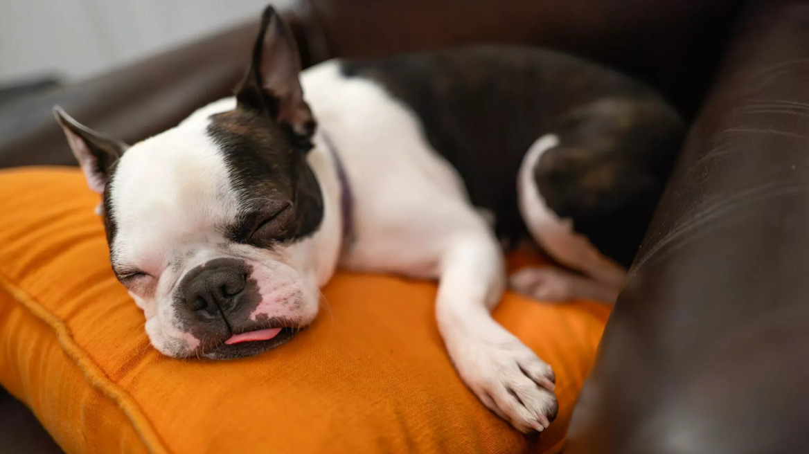 Δείτε ποιοι είναι οι σκύλοι που έχουν προβλήματα στον ύπνο- Οι λόγοι για αυτό