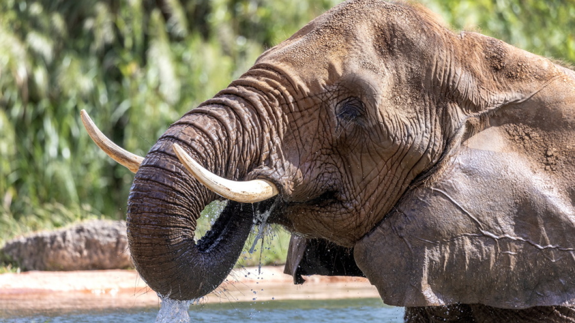 Ζιμπάμπουε: Πενήντα «υπεράριθμοι» ελέφαντες θα σφαγιαστούν σε έναν φυσικό δρυμό