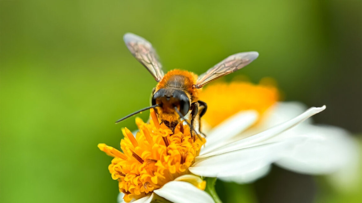 Σώστε τις μέλισσες με αυτά τα 5 λουλούδια