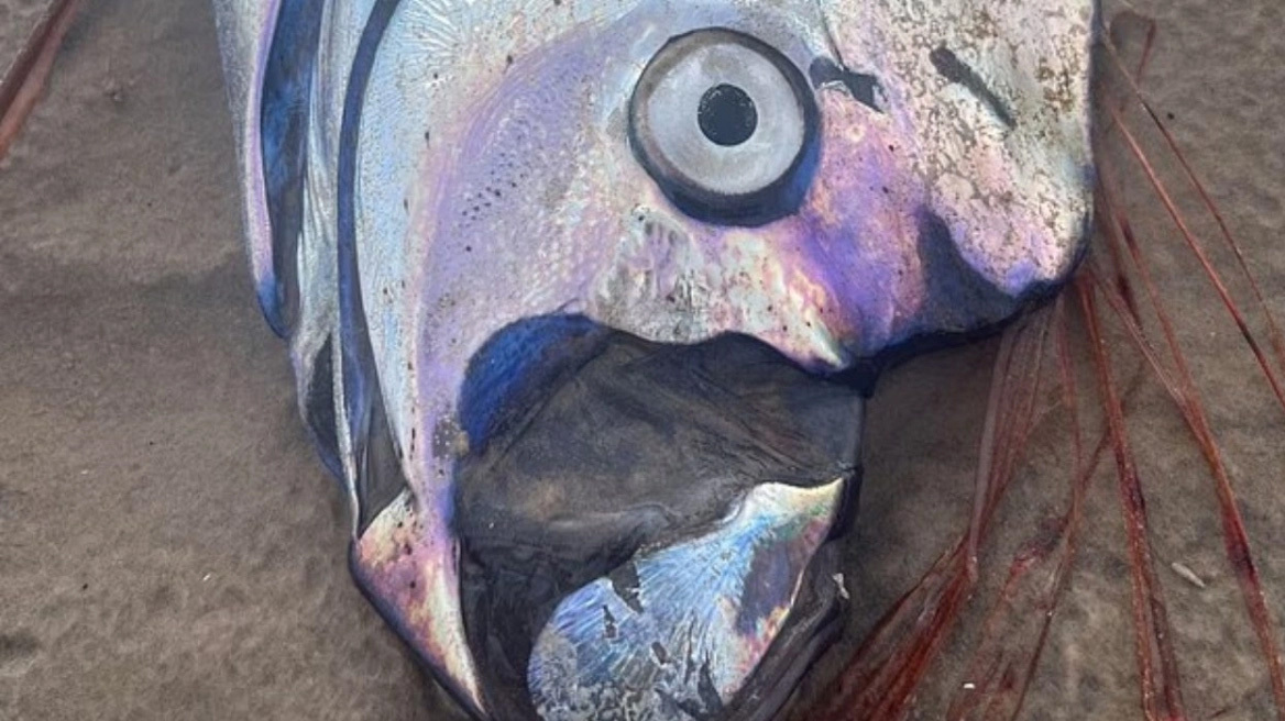 Σπάνιο ψάρι-κουπί ξεβράστηκε στην Αυστραλία: Προάγγελος μεγάλης καταστροφής (vid)