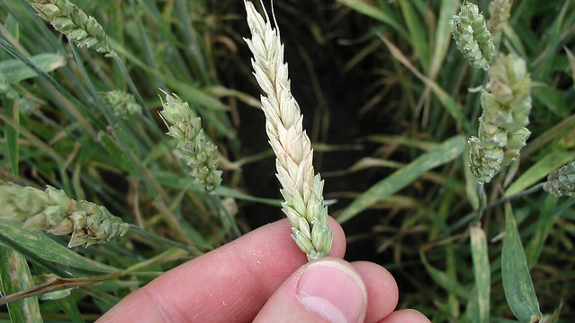 Κινέζοι κατηγορούνται ότι επιχείρησαν να φέρουν στις ΗΠΑ επικίνδυνο μύκητα
