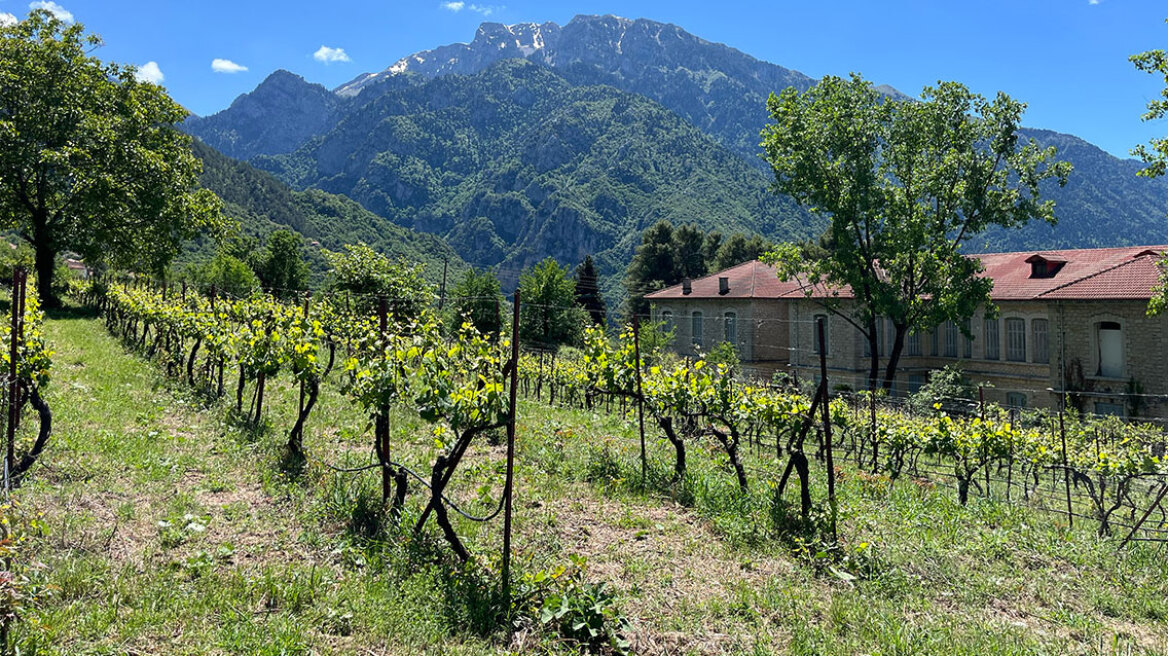 Κρασί: Η αποκάλυψη του Cabernet Franc στο οινοποιείο JIMA στην Ηπειρο