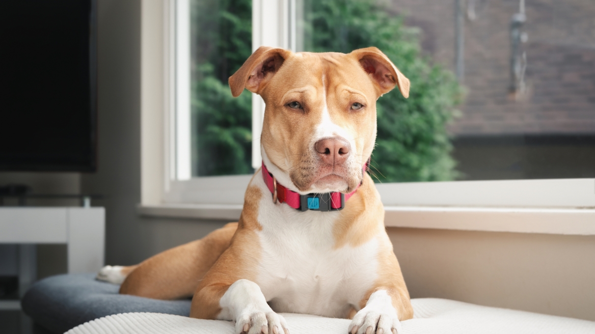 4 μύθοι που υπάρχουν για γνωστές φυλές σκύλων- Ποια είναι η αλήθεια