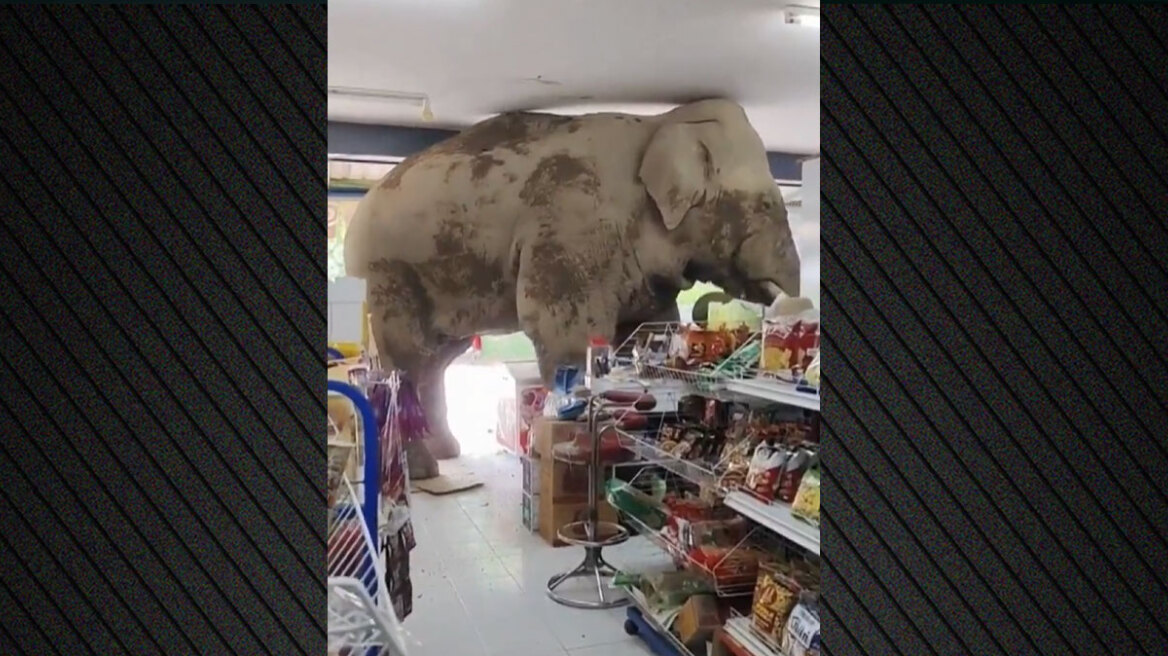 Ταϊλάνδη: Πεινασμένος ελέφαντας κάνει «ντου» σε σούπερ μάρκετ και τρώει από τα ράφια - Δείτε βίντεο
