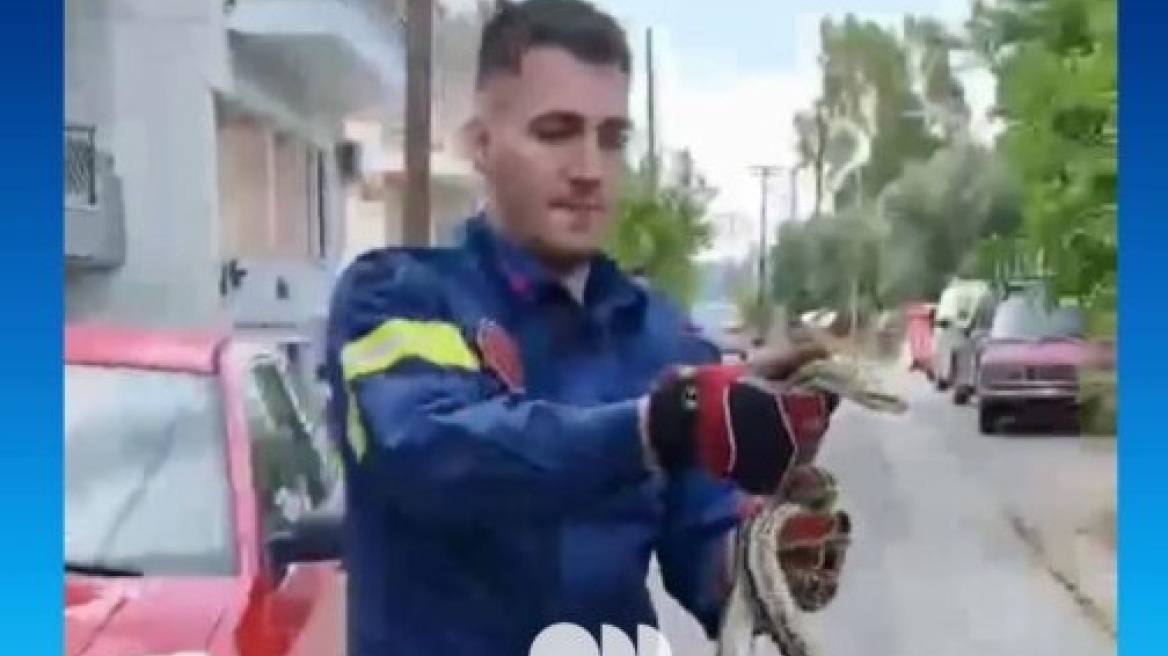 Σπάρτη: Βρήκαν φίδι άνω του ενός μέτρου στην αυλή τους - Το απομάκρυνε πυροσβέστης, δείτε βίντεο