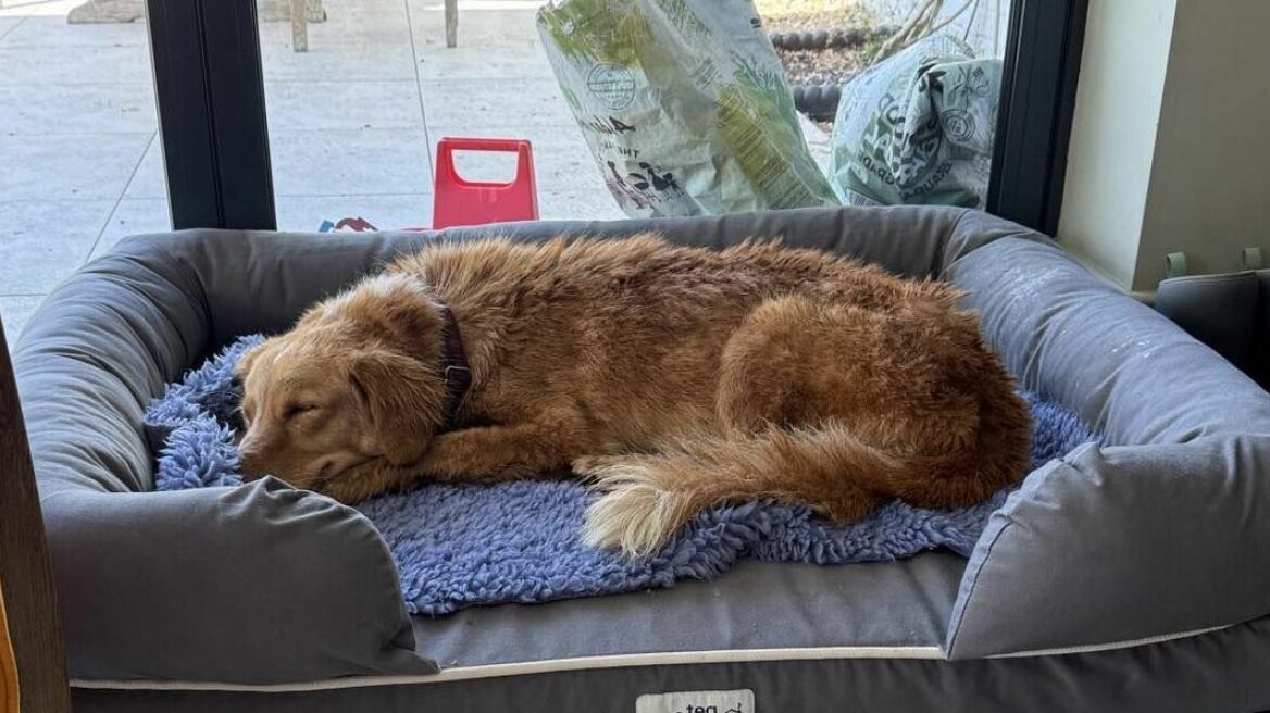 Βρέθηκε η σκυλίτσα Amber που χάθηκε πριν από 36 μέρες- Διένυσε 160 χιλιόμετρα και έφτασε κολυμπώντας σε νησί