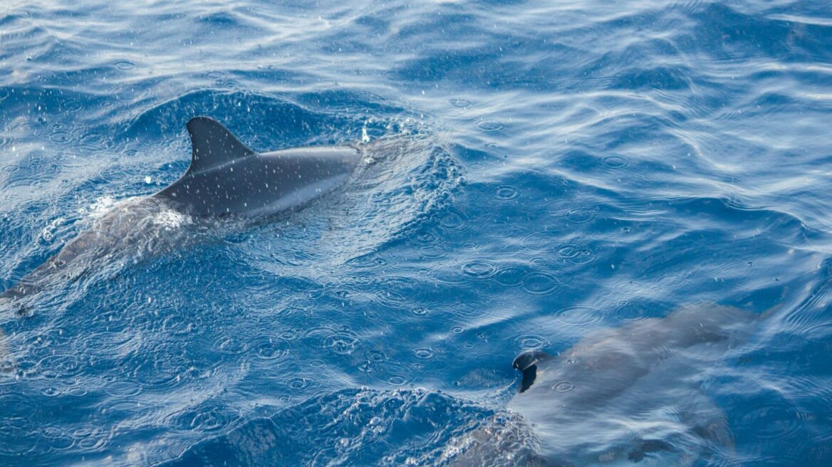 Τι να κάνετε και τι όχι αν συναντήσετε καρχαρία στη θάλασσα