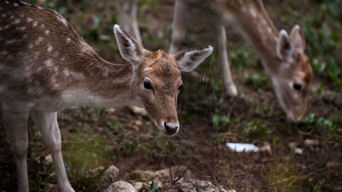 Τα κόκκινα ελάφια της Πάρνηθας εξαφανίζονται: Έχουν μείνει μόνο 49, τι φταίει
